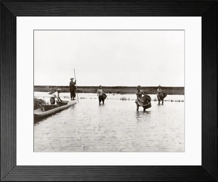Framed Print : c. 1890s South East Asia - planting a rice paddy field Framed Print : c. 1890s South East Asia - planting a rice paddy field
