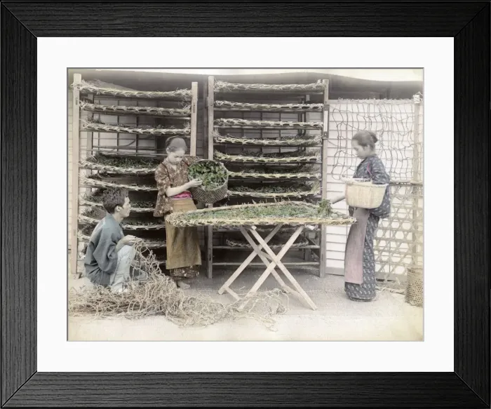 Framed Print : c. 1880s Japan - working with silk worms Framed Print : c. 1880s Japan - working with silk worms