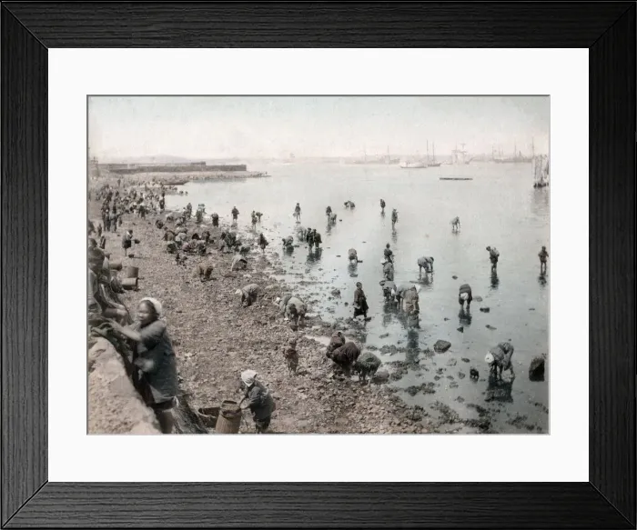 Framed Print : c. 1880s Japan - picking shellfish on the shore Framed Print : c. 1880s Japan - picking shellfish on the shore