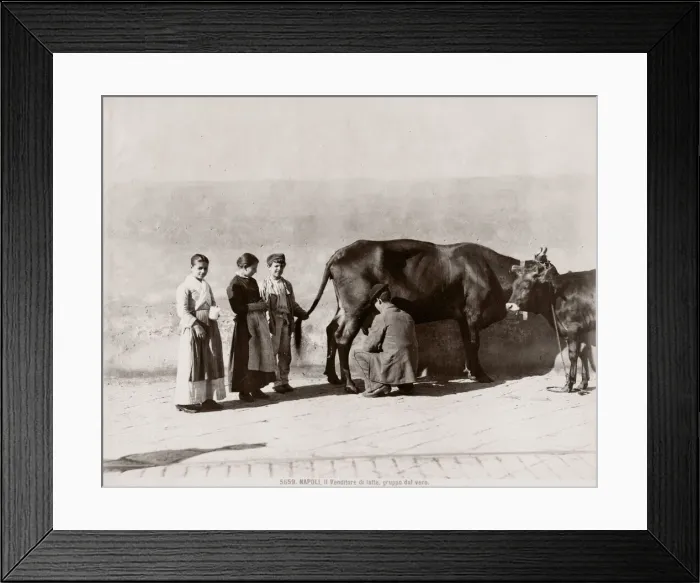 Framed Print : c. 1880s Italy - milking cow in street, customers queueing Framed Print : c. 1880s Italy - milking cow in street, customers queueing