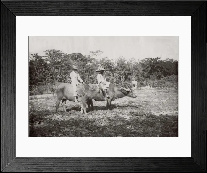 Framed Print : c. 1880s South East Asia - Philippines - riding water buffalo Framed Print : c. 1880s South East Asia - Philippines - riding water buffalo