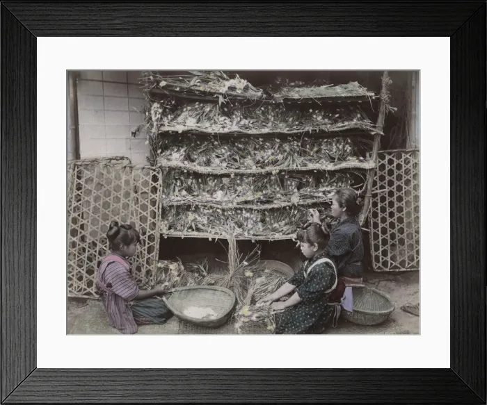 Framed Print : Children working with silk worms, Japan Framed Print : Children working with silk worms, Japan
