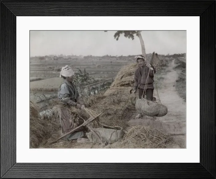 Framed Print : Farm workers tripping rices grains from straw, Japan Framed Print : Farm workers tripping rices grains from straw, Japan