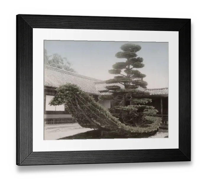 Framed Print : Pine tree shaped as a junk / boat Japan Framed Print : Pine tree shaped as a junk / boat Japan