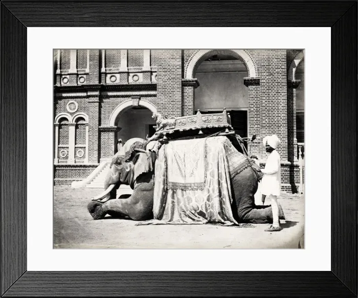 Framed Print : State Elephant of Baroda, India Framed Print : State Elephant of Baroda, India