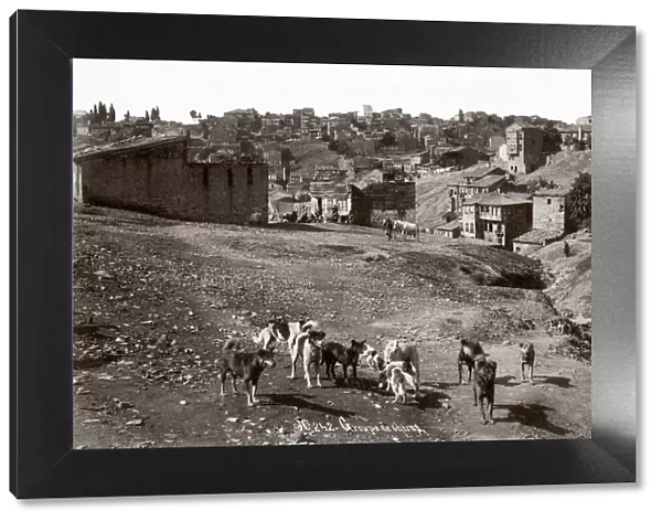 c. 1890s Turkey - group of street dogs