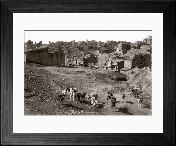 Framed Print : c. 1890s Turkey - group of street dogs Framed Print : c. 1890s Turkey - group of street dogs