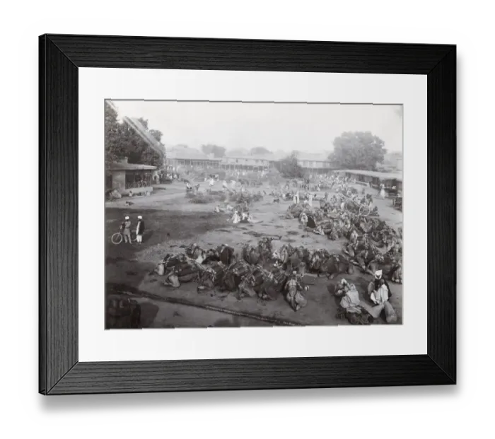 Framed Print : Camel Market, Peshawar, India, Pakistan, North west Frontier Framed Print : Camel Market, Peshawar, India, Pakistan, North west Frontier