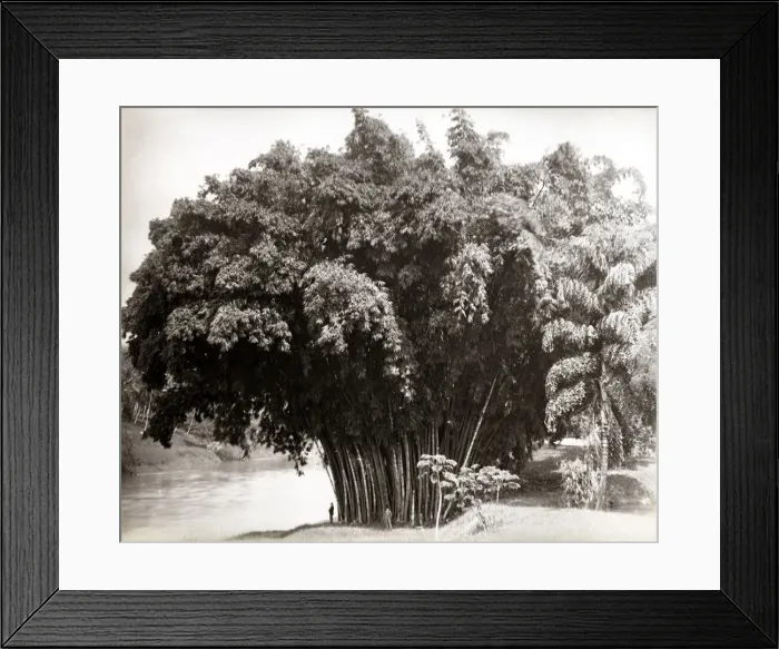 Framed Print : Giant bamboo, Ceylon, Sri Lanka Framed Print : Giant bamboo, Ceylon, Sri Lanka