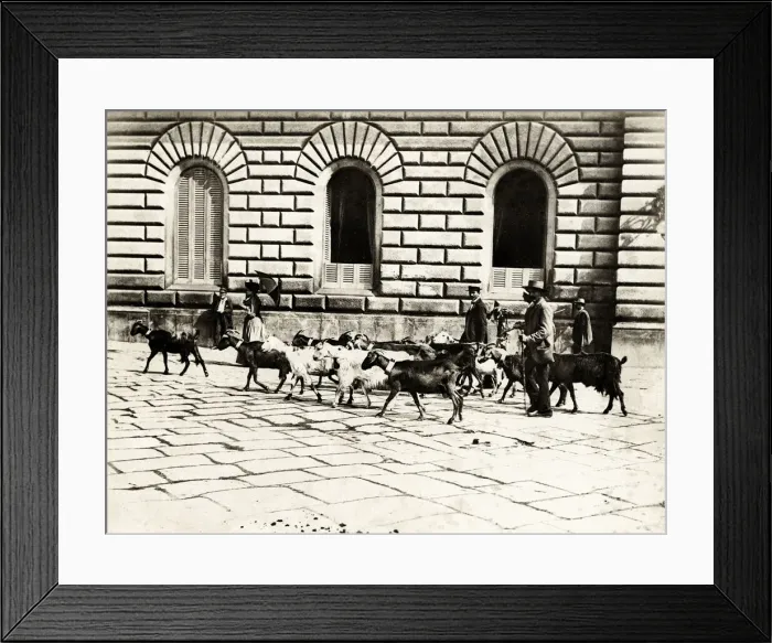Framed Print : Napoli, Naples, Italy, goats being driven along a street Framed Print : Napoli, Naples, Italy, goats being driven along a street