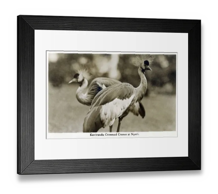 Framed Print : Gray Crowned Cranes at Nyeri, Kenya Framed Print : Gray Crowned Cranes at Nyeri, Kenya