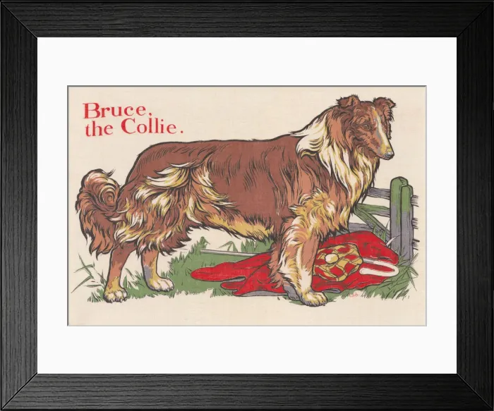 Framed Print : Collie Dog Framed Print : Collie Dog