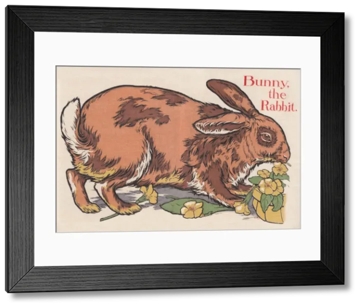 Framed Print : Rabbit. An image depicting a rabbit. Artist: Edith Berkeley Framed Print : Rabbit. An image depicting a rabbit. Artist: Edith Berkeley