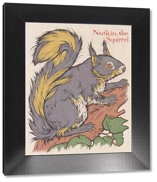 Squirrel. An image depicting a grey squirrel. Artist: Edith Berkeley