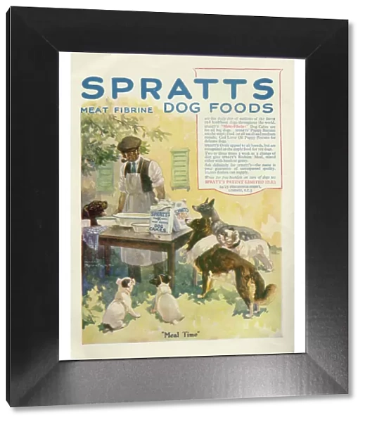 Advertisement for Spratts meat fibrine dog foods, showing six expectant dogs awaiting