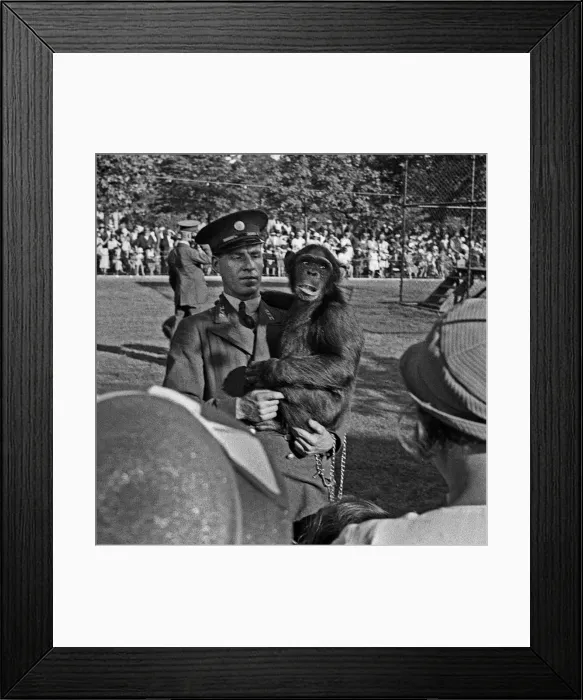 Framed Print : Alarmed chimp at London Zoo Framed Print : Alarmed chimp at London Zoo