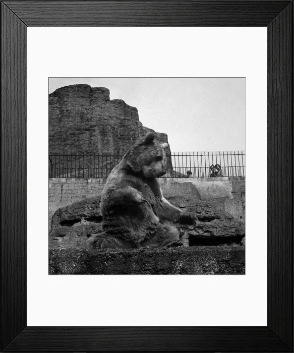 Framed Print : Brown bear in enclosure at London Zoo Framed Print : Brown bear in enclosure at London Zoo