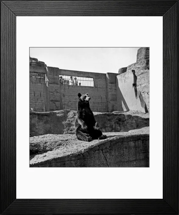 Framed Print : Brown bear, London Zoo Framed Print : Brown bear, London Zoo