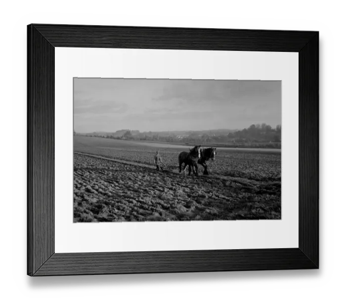 Framed Print : Carthorses ploughing a field, Sussex Framed Print : Carthorses ploughing a field, Sussex