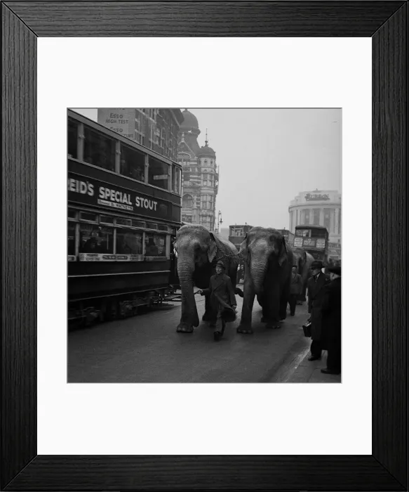 Framed Print : Circus in town, elephants in Central London Framed Print : Circus in town, elephants in Central London