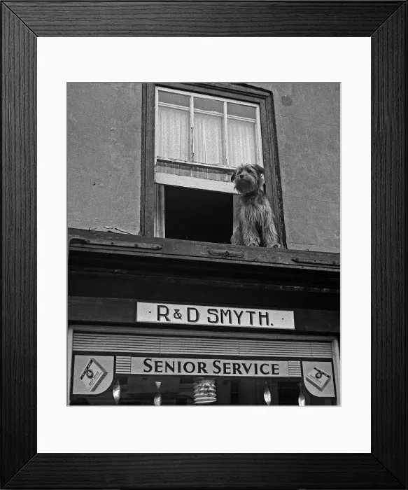 Framed Print : Dog at window of tobacconist shop, Deal, Kent Framed Print : Dog at window of tobacconist shop, Deal, Kent
