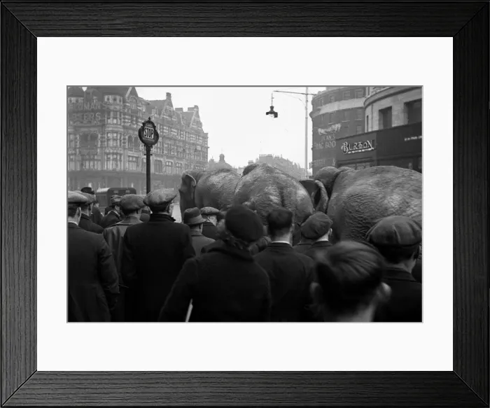 Framed Print : Elephants in Central London publicise circus Framed Print : Elephants in Central London publicise circus