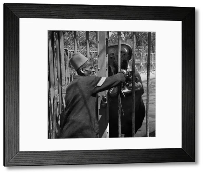 Framed Print : Hippo being fed at Cairo Zoo, Egypt