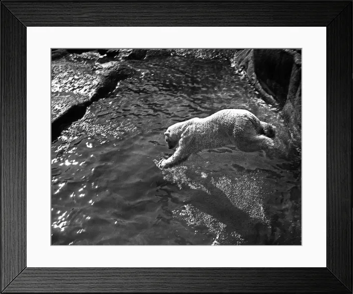 Framed Print : Polar bear takes a dive at London Zoo Framed Print : Polar bear takes a dive at London Zoo