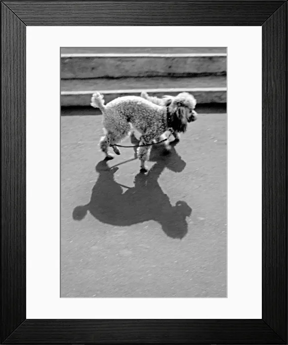 Framed Print : Two poodles casting shadows Framed Print : Two poodles casting shadows