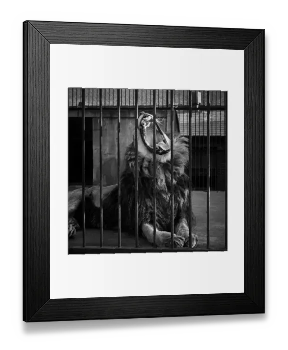 Framed Print : Yawning lion, London Zoo Framed Print : Yawning lion, London Zoo