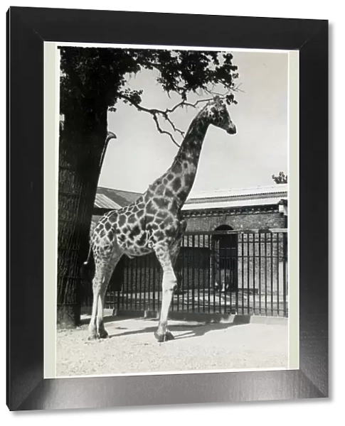 A Giraffe in a Zoo Date: circa 1920s