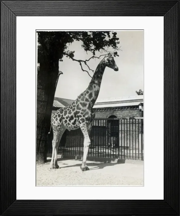 Framed Print : A Giraffe in a Zoo Date: circa 1920s Framed Print : A Giraffe in a Zoo Date: circa 1920s