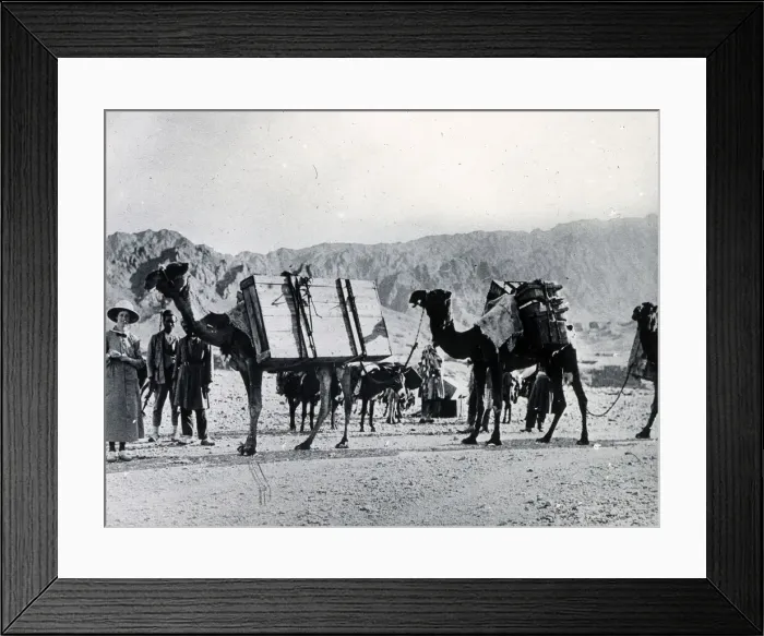 Framed Print : Colonials in Persia, transporting luggage by camel Framed Print : Colonials in Persia, transporting luggage by camel