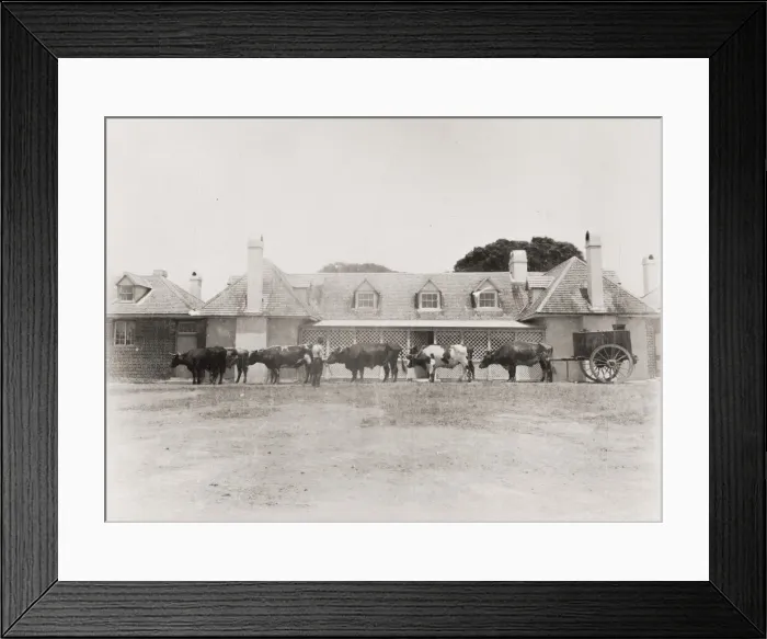 Framed Print : Cattle and cart Coolangatta. Australia Framed Print : Cattle and cart Coolangatta. Australia
