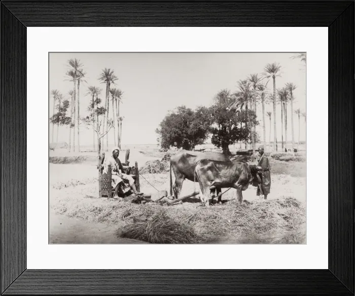 Framed Print : Ploughen with oxen, Egypt, agriculture Framed Print : Ploughen with oxen, Egypt, agriculture
