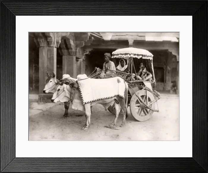 Framed Print : Bullock cart, carriage, ekka, India, c. 1890 s Framed Print : Bullock cart, carriage, ekka, India, c. 1890 s