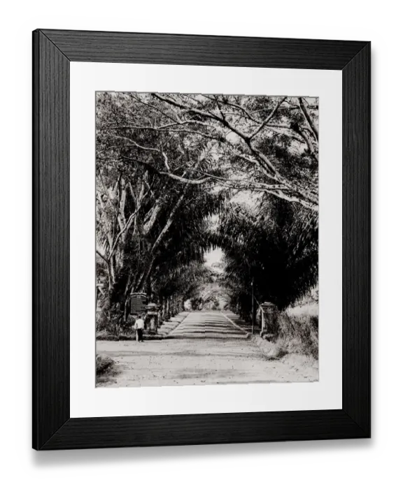 Framed Print : Botanical Gardens, Singapore Framed Print : Botanical Gardens, Singapore