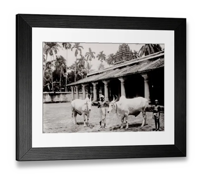 Framed Print : Two large white oxen, Singapore Framed Print : Two large white oxen, Singapore