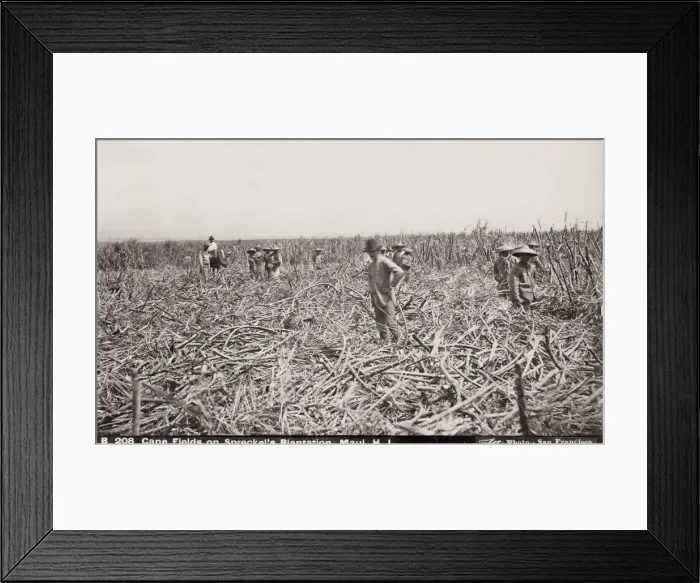 Framed Print : Sugar Cane Fields, workers cutting cane, Maui, Hawaii Framed Print : Sugar Cane Fields, workers cutting cane, Maui, Hawaii