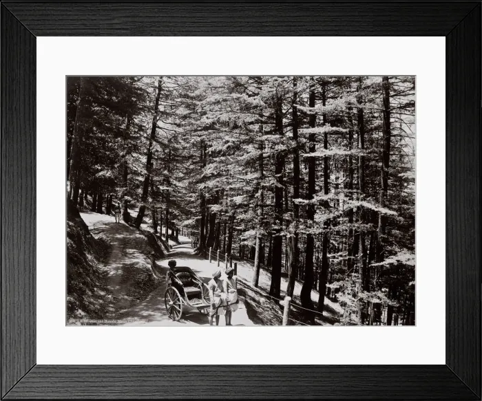 Framed Print : Hillside view, rickshaw, Simla, Shimla, India Framed Print : Hillside view, rickshaw, Simla, Shimla, India