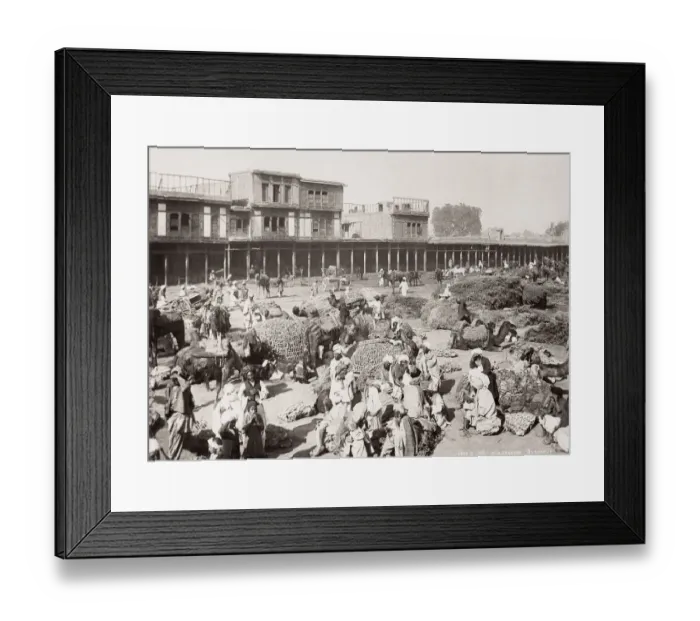 Framed Print : Camel caravan, Peshawar, India, Khyber Province, Pakistan Framed Print : Camel caravan, Peshawar, India, Khyber Province, Pakistan