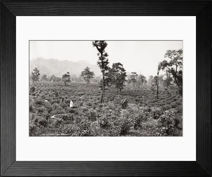 Framed Print : The Selim tea estate, plantation, Darjeeling, India Framed Print : The Selim tea estate, plantation, Darjeeling, India