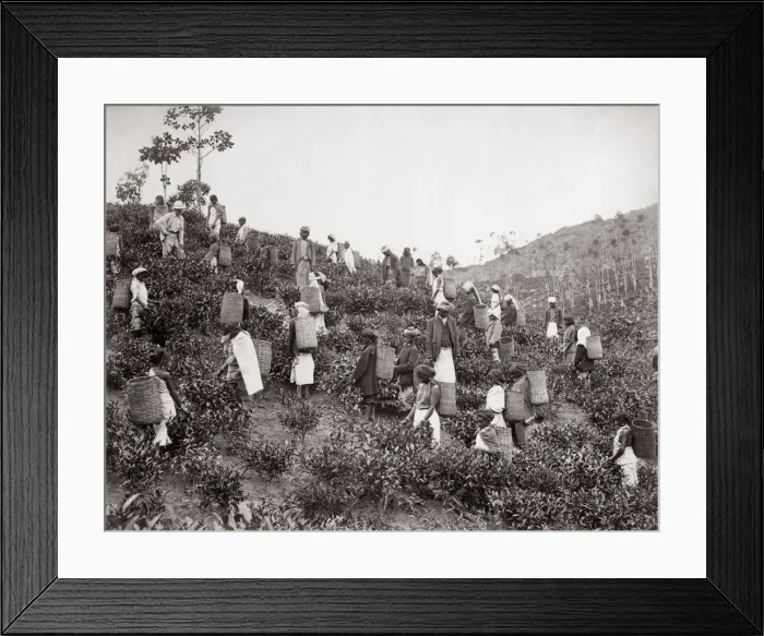 Framed Print : Picking tea, India or Ceylon (Sri Lanka) c. 1890 s Framed Print : Picking tea, India or Ceylon (Sri Lanka) c. 1890 s