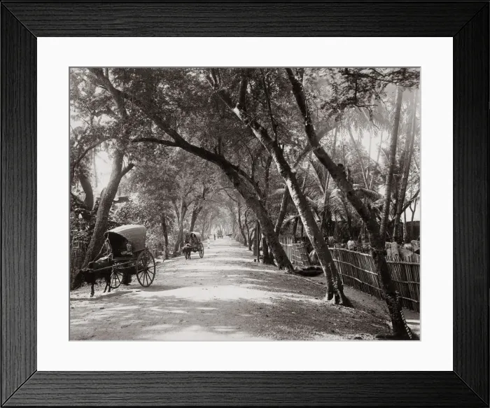 Framed Print : Tree-lined avenue, Ceylon (Sri Lanka) c. 1890 s Framed Print : Tree-lined avenue, Ceylon (Sri Lanka) c. 1890 s