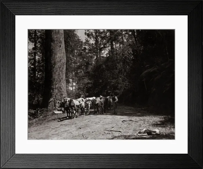Framed Print : Bullock team, Australia, c. 1900 Framed Print : Bullock team, Australia, c. 1900
