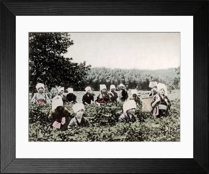 Framed Print : c. 1880s Japan - women picking tea Framed Print : c. 1880s Japan - women picking tea