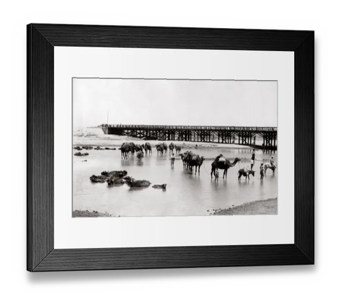 Framed Print : c. 1880s Egypt Cairo - camel train crossing a river Framed Print : c. 1880s Egypt Cairo - camel train crossing a river