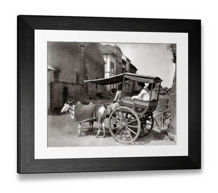 Framed Print : c. 1870s India - bullock hackney carriage Framed Print : c. 1870s India - bullock hackney carriage
