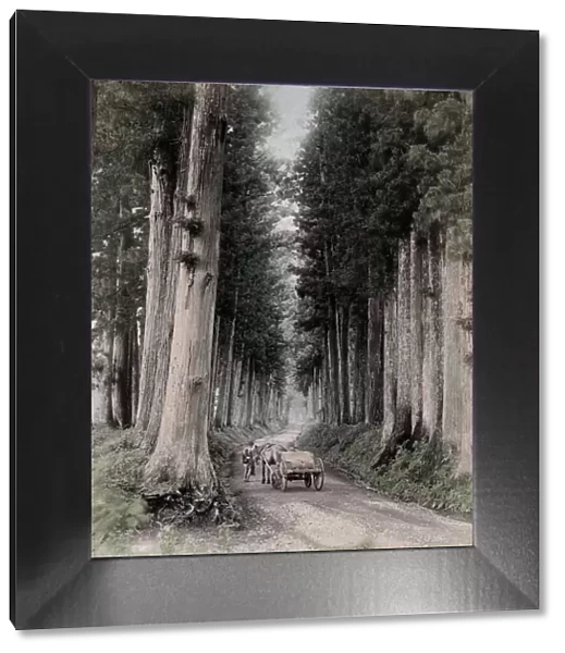 c. 1880s Japan - horse and cart through pine trees Nikko