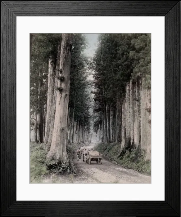Framed Print : c. 1880s Japan - horse and cart through pine trees Nikko Framed Print : c. 1880s Japan - horse and cart through pine trees Nikko